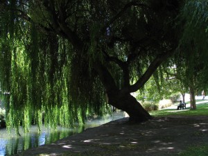 Weeping_willow